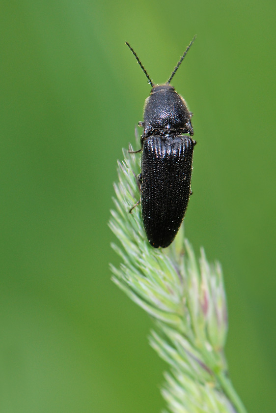 Elateridae in Val Posina da id. - Melanotus punctolineatus